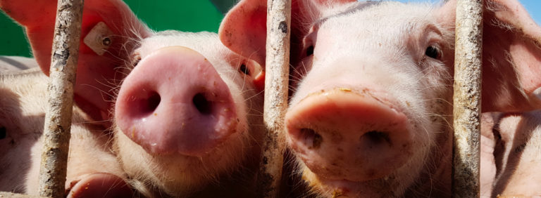Hoffest Sallach - Schweine-Portraet (c)T5-X